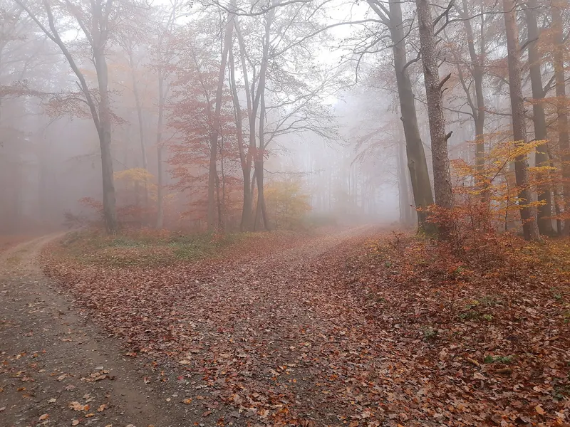 Potecă acoperită de frunze printr-o pădure de fagi în ceață